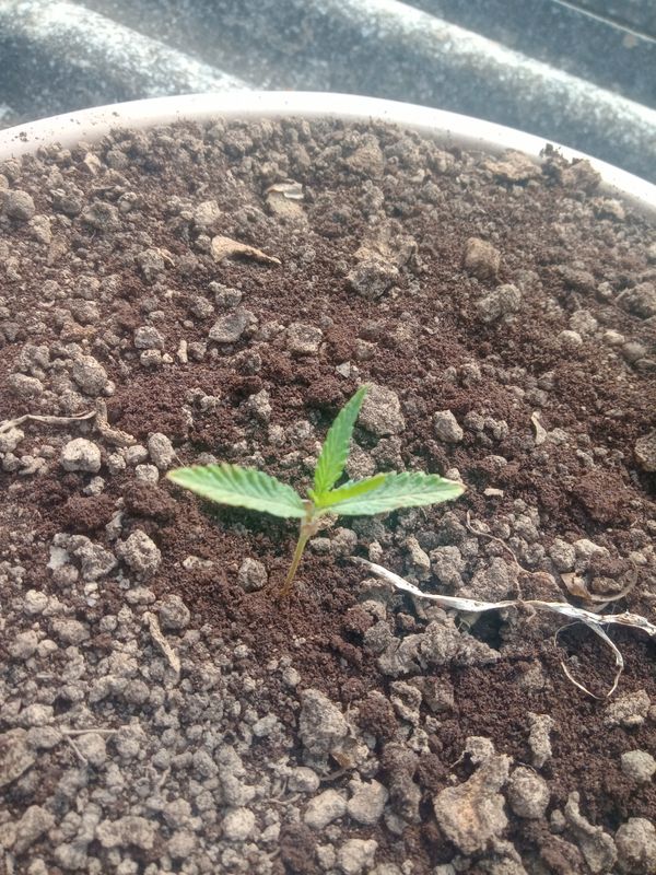 Identificação da planta Maconha por foto