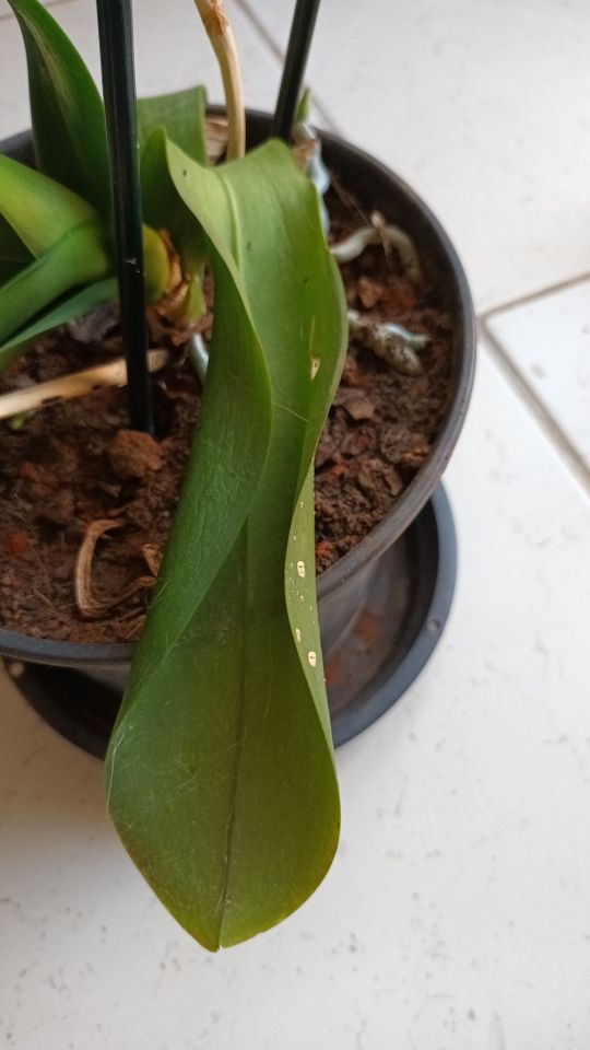 Identificação da planta Orquídea-Phalaenopsis por foto