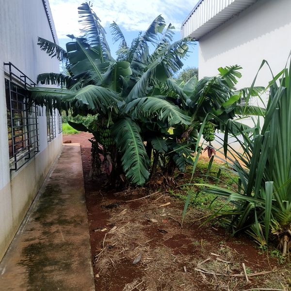 Identificação da planta Bananeira por foto