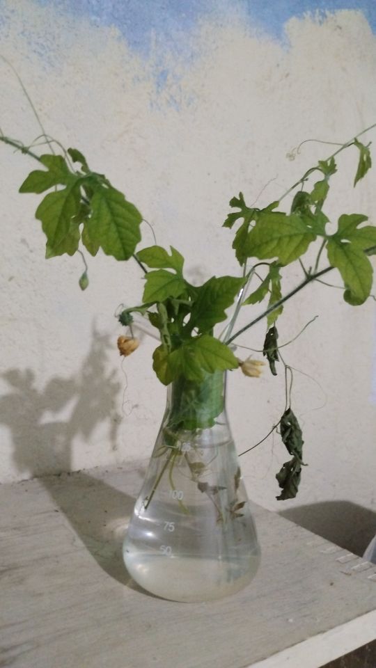 Identificação da planta Melão-de-são-caetano por foto