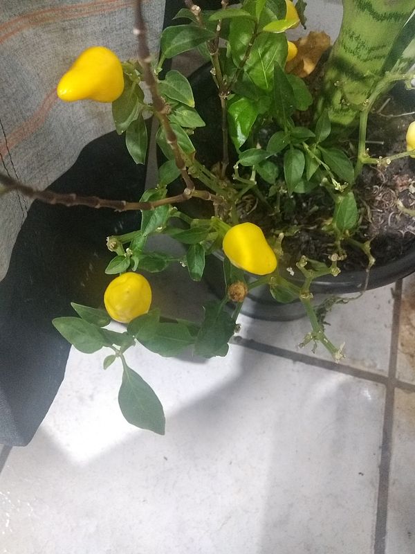 Identificação da planta Pimenta por foto