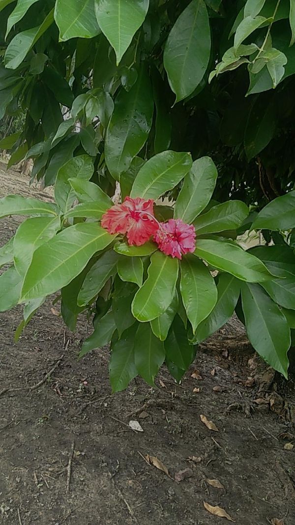 Identificação da planta Jambo por foto