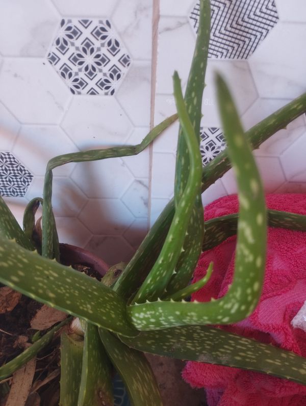 Identificação da planta Babosa por foto