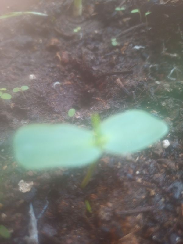 Identificação da planta Pepino por foto