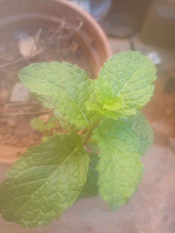 Identificação da planta Hortelã por foto
