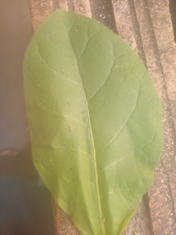 Identificação da planta Fumo por foto