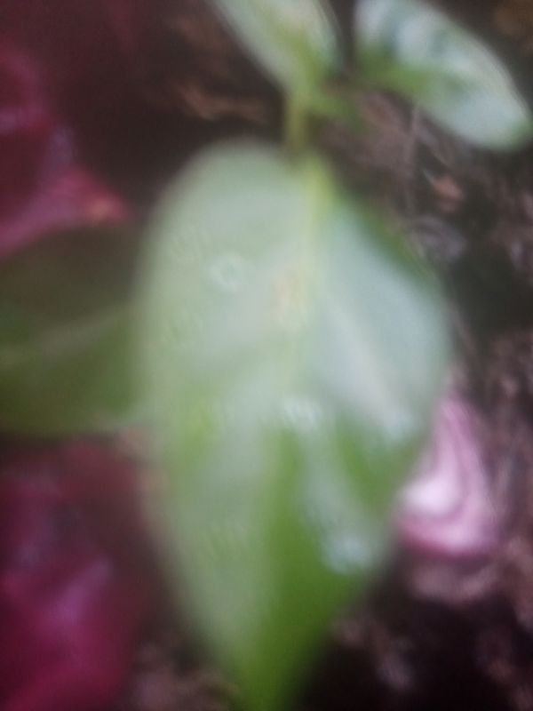 Identificação da planta Pimenta por foto