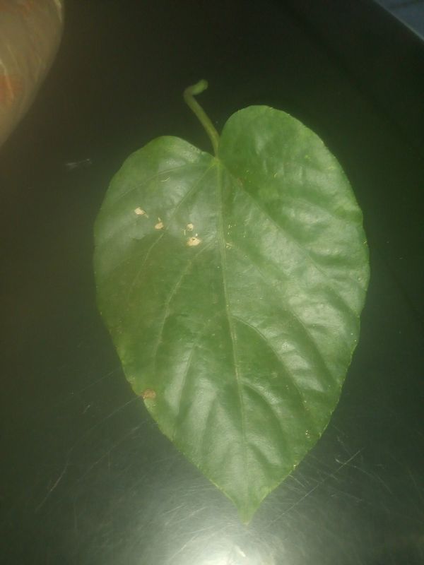Identificação da planta Cipó-de-São-João por foto