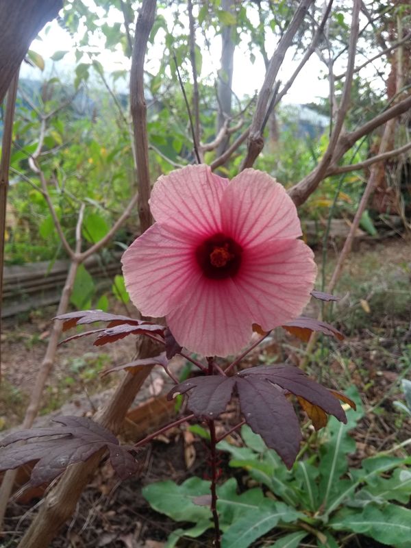 Identificação da planta Vinagreira por foto