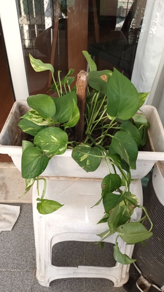 Identificação da planta Jiboia por foto