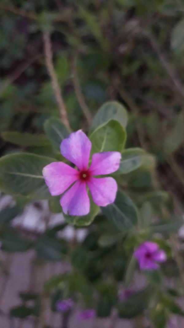 Identificação da planta Vinca por foto