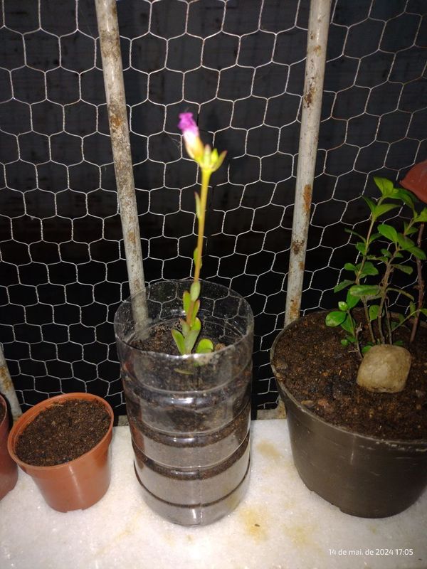 Identificação da planta Onze Horas por foto