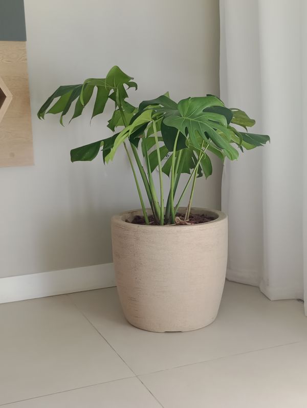 Identificação da planta Costela-de-adão por foto