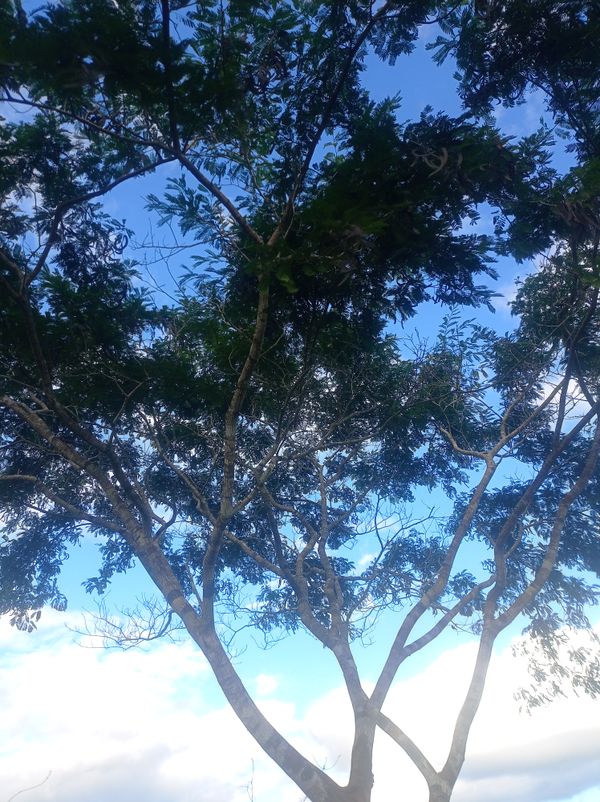 Identificação da planta Sabiá por foto