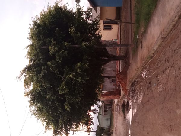Identificação da planta Figueira-benjamim por foto
