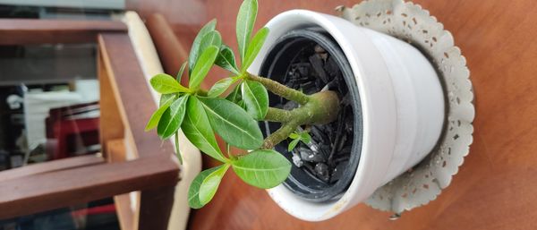 Identificação da planta Rosa do deserto por foto
