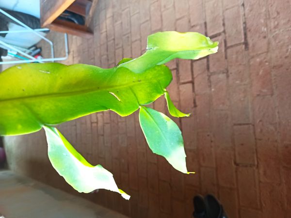 Identificação da planta Dama-da-Noite ou Cacto-Orquídea por foto