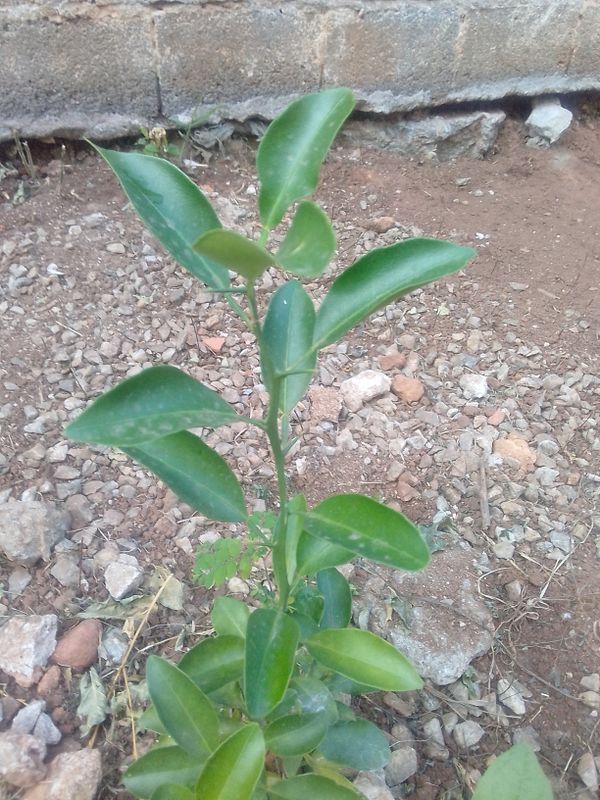 Identificação da planta Laranja Kinkan por foto