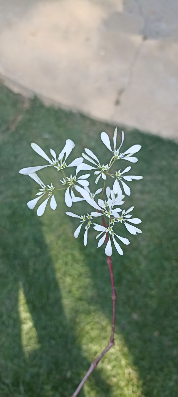 Identificação da planta Leucena por foto
