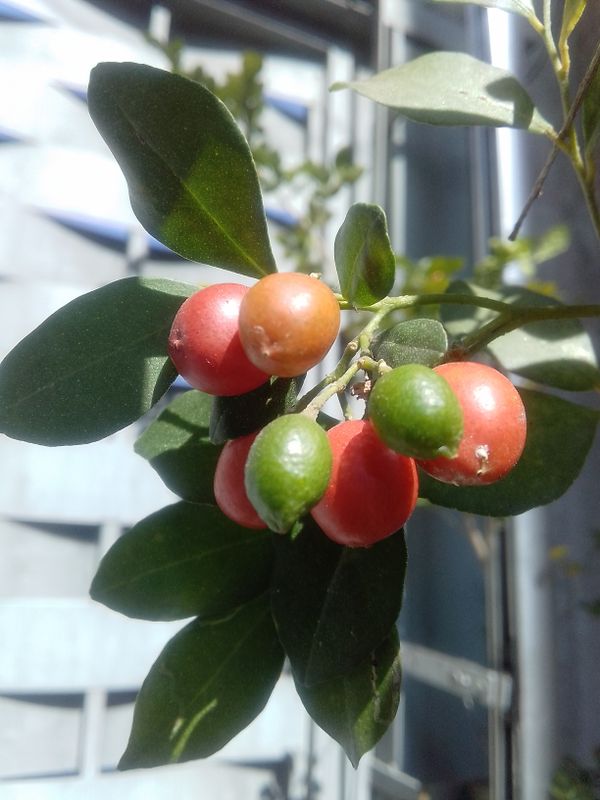 Identificação da planta Murta-de-cheiro por foto