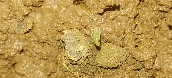 Identificação da planta Pimenta-d'água por foto
