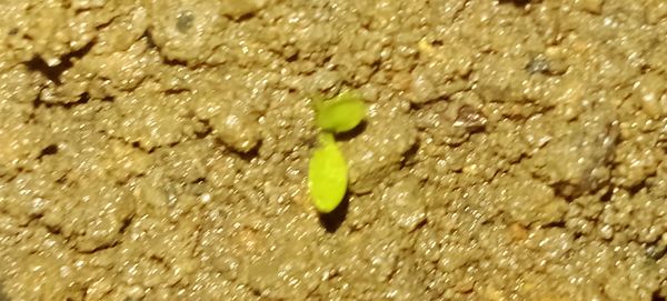 Identificação da planta Erva-de-santa-luzia por foto