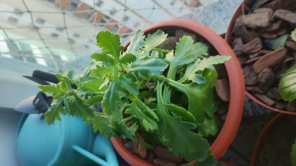 Identificação da planta Saião por foto