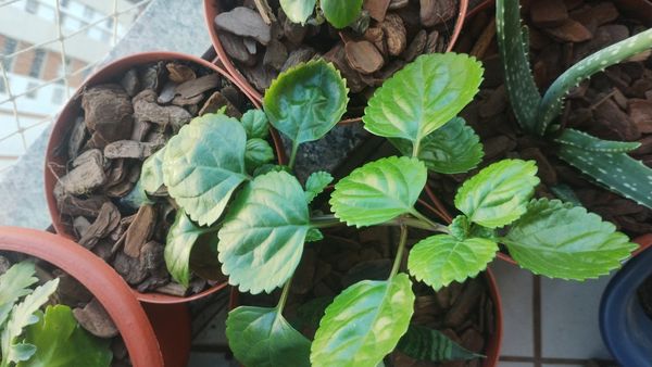 Identificação da planta Dólar por foto