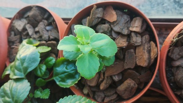 Identificação da planta Malva-de-cheiro por foto