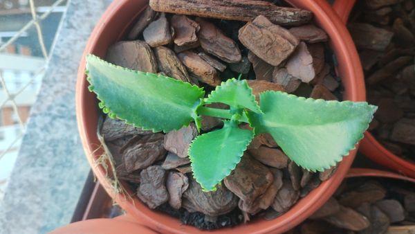 Identificação da planta Aranto por foto