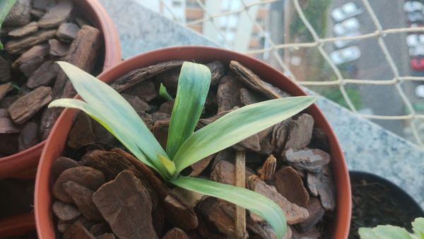 Identificação da planta Abacaxi-roxo por foto