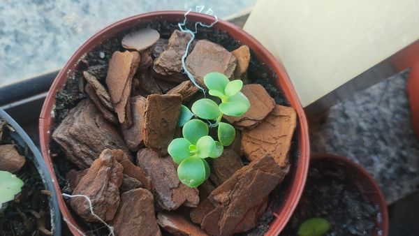 Identificação da planta Jade por foto