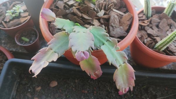 Identificação da planta Flor-de-maio por foto