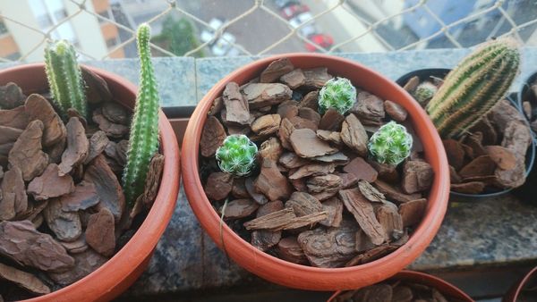 Identificação da planta Cacto-dedal por foto