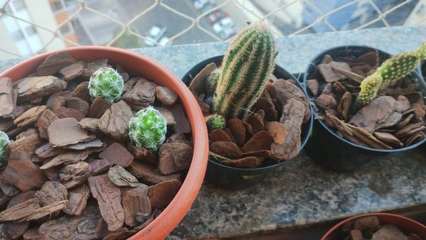 Identificação da planta Cacto ouriço por foto