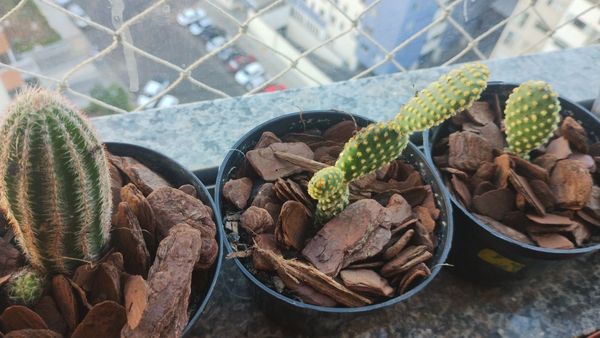 Identificação da planta Palma-de-santa-rita por foto