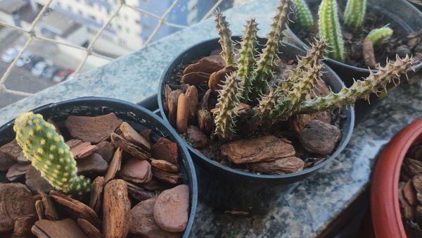 Identificação da planta Huernia por foto