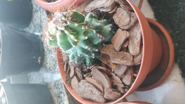 Identificação da planta Mandacaru por foto