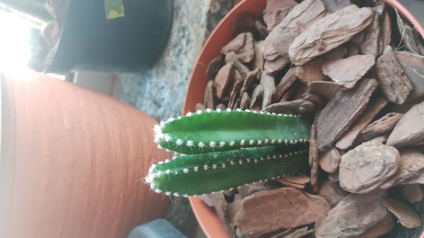 Identificação da planta Cacto-de-castelo-de-fadas por foto