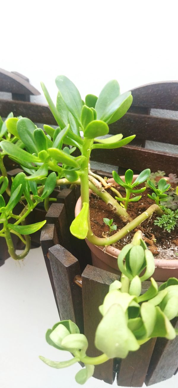 Identificação da planta Rabo-de-burro por foto