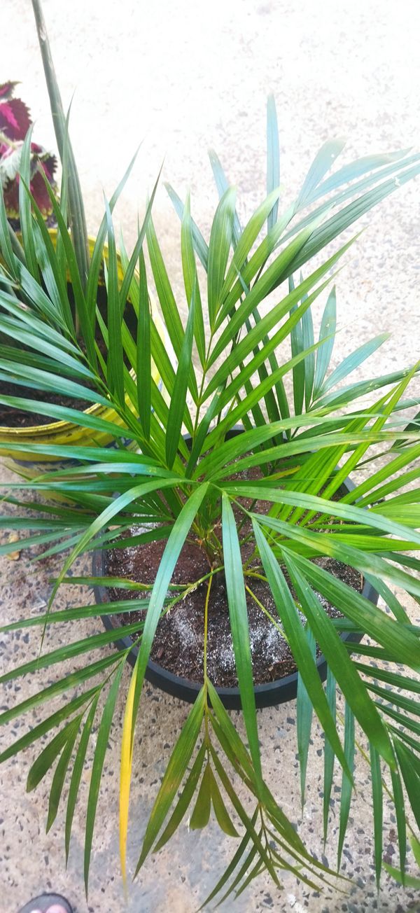 Identificação da planta Açaí por foto