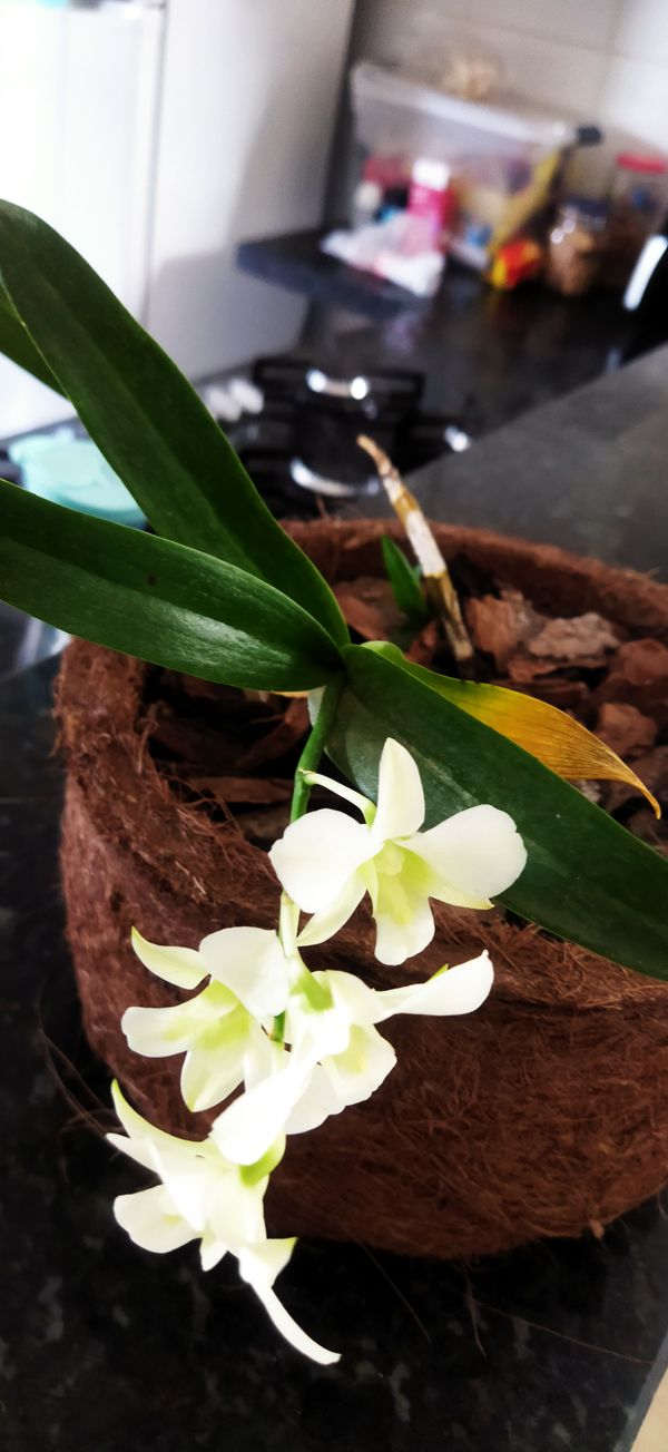 Identificação da planta Orquídea por foto