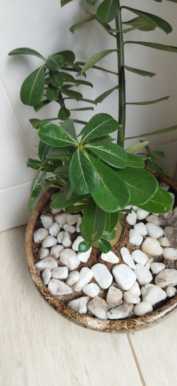 Identificação da planta Rosa-do-deserto por foto