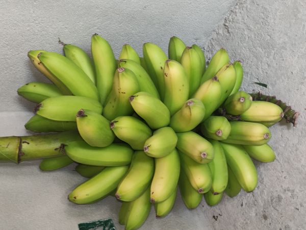 Identificação da planta Bananeira por foto