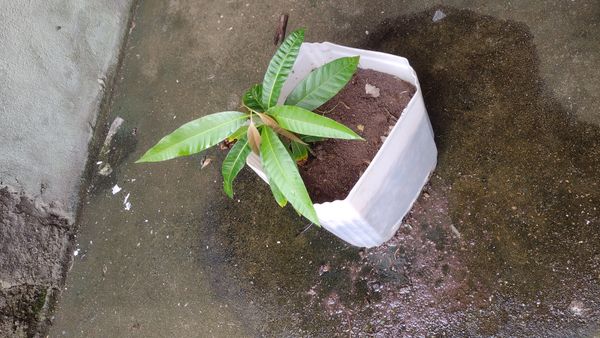 Identificação da planta Manga por foto