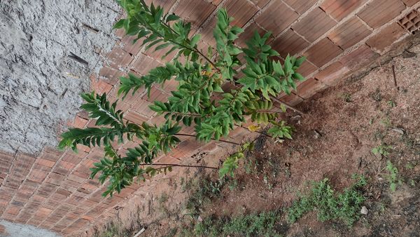 Identificação da planta Fruta-do-conde por foto