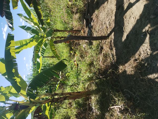 Identificação da planta Bananeira selvagem por foto