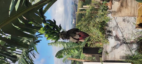 Identificação da planta Bananeira selvagem por foto