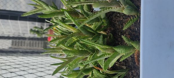 Identificação da planta Dente de tigre por foto