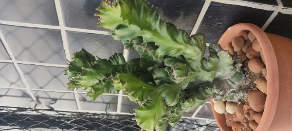 Identificação da planta Cacto-candelabro por foto